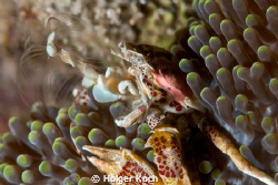 Porcelain Crab - Neopetrolisthes oshimai by Holger Koch 